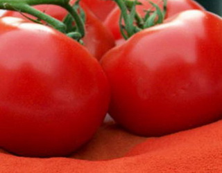 Agrofusion планує у 2018 році запустити фабрику з виробництва томатного порошку